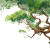 Pixar Tree Branches Vinyl Car Decal Sticker – Waterproof & UV-Resistant 3.4133333333333336"