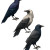Gothic Hooded Crows Vinyl Car Decal Sticker – Waterproof & UV-Resistant 3.4133333333333336"