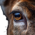 Deer Eye Close-Up V3 Vinyl Car Decal Sticker – Waterproof & UV-Resistant 3.4133333333333336"