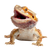 Angry Bearded Dragon Vinyl Car Decal Sticker – Waterproof & UV-Resistant 3.4133333333333336"