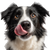 Licking Border Collie Vinyl Car Decal Sticker – Waterproof & UV-Resistant 6.826666666666667"