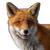 Happy Red Fox V2 Vinyl Car Decal Sticker – Waterproof & UV-Resistant 3.4133333333333336"