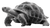 Floreana Giant Tortoise Vinyl Car Decal Sticker – Waterproof & UV-Resistant 5.4