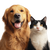 Golden Retriever And Cat V4 Vinyl Car Decal Sticker – Waterproof & UV-Resistant 3.4133333333333336"