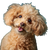 Playful Toy Poodle Vinyl Car Decal Sticker – Waterproof & UV-Resistant 3.4133333333333336"