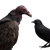 Vulture'S Reflection Vinyl Car Decal Sticker – Waterproof & UV-Resistant 3.4133333333333336"