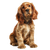 Brown Cocker Spaniel V2 Vinyl Car Decal Sticker – Waterproof & UV-Resistant 3.4133333333333336"