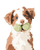 Curious Puppy Aussie Vinyl Car Decal Sticker – Waterproof & UV-Resistant 8.0"