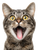 Derpy Tabby Cat Vinyl Car Decal Sticker – Waterproof & UV-Resistant 8.213333333333333"