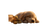 Sleeping Golden Retriever V18 Vinyl Car Decal Sticker – Waterproof & UV-Resistant 2.72"