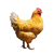 Golden Hen V2 Vinyl Car Decal Sticker – Waterproof & UV-Resistant 3.4133333333333336"