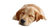Sleeping Golden Retriever V17 Vinyl Car Decal Sticker – Waterproof & UV-Resistant 5.4
