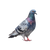 Watercolor Pigeon V2 Vinyl Car Decal Sticker – Waterproof & UV-Resistant 3.4133333333333336"