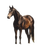 Brown Horse Painting V2 Vinyl Car Decal Sticker – Waterproof & UV-Resistant 4.0"