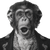 Monkey Portrait V3 Vinyl Car Decal Sticker – Waterproof & UV-Resistant 3.4133333333333336"