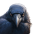 Annoyed Crow Vinyl Car Decal Sticker – Waterproof & UV-Resistant 3.4133333333333336"