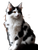 Cow-Patterned Cat Vinyl Car Decal Sticker – Waterproof & UV-Resistant 8.213333333333333"