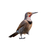 Northern Flicker Woodpecker Vinyl Car Decal Sticker – Waterproof & UV-Resistant 3.4133333333333336"