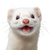 Smiling Ermine Vinyl Car Decal Sticker – Waterproof & UV-Resistant 6.826666666666667"