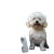 White Poodle Dog V10 Vinyl Car Decal Sticker – Waterproof & UV-Resistant 3.4133333333333336"