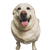 Happy Fat Labrador Vinyl Car Decal Sticker – Waterproof & UV-Resistant 3.4133333333333336"