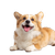 Happy Corgi V3 Vinyl Car Decal Sticker – Waterproof & UV-Resistant 3.4133333333333336"