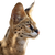 Serval In Grass Vinyl Car Decal Sticker – Waterproof & UV-Resistant 3.4133333333333336"