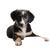 Puppy With Bowl Vinyl Car Decal Sticker – Waterproof & UV-Resistant 3.4133333333333336"
