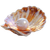 Shiny Pearl Shell Vinyl Car Decal Sticker – Waterproof & UV-Resistant 3.4133333333333336"