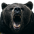 Roaring Bear Photography Vinyl Car Decal Sticker – Waterproof & UV-Resistant 3.4133333333333336"