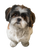 Shih Tzu Portrait V2 Vinyl Car Decal Sticker – Waterproof & UV-Resistant 4.1066666666666665"