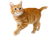 Orange Bipedal Cat Vinyl Car Decal Sticker – Waterproof & UV-Resistant 3.0933333333333333"