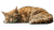 Sleeping Cat V32 Vinyl Car Decal Sticker – Waterproof & UV-Resistant 2.72"