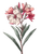 Vintage Oleander Sketch Vinyl Car Decal Sticker – Waterproof & UV-Resistant 4.1066666666666665"