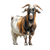Goat On White Vinyl Car Decal Sticker – Waterproof & UV-Resistant 6.826666666666667"