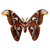 Atlas Moth Macro Vinyl Car Decal Sticker – Waterproof & UV-Resistant 6.826666666666667"