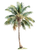 Tropical Palm Tree V4 Vinyl Car Decal Sticker – Waterproof & UV-Resistant 8.213333333333333"
