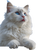 White Ragdoll Cat V8 Vinyl Car Decal Sticker – Waterproof & UV-Resistant 4.1066666666666665"