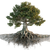 Endless Root Tree V2 Vinyl Car Decal Sticker – Waterproof & UV-Resistant 3.4133333333333336"