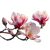 Magnolia Flowers Vinyl Car Decal Sticker – Waterproof & UV-Resistant 3.4133333333333336"