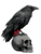Gothic Raven Skull V2 Vinyl Car Decal Sticker – Waterproof & UV-Resistant 8.213333333333333"