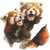 Playful Red Pandas Vinyl Car Decal Sticker – Waterproof & UV-Resistant 6.826666666666667"