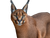 Southern Caracal Vinyl Car Decal Sticker – Waterproof & UV-Resistant 6.1866666666666665"