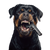Ferocious Rottweiler Mugshot Vinyl Car Decal Sticker – Waterproof & UV-Resistant 3.4133333333333336"
