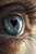 Surreal Heart Pupil Eye Vinyl Car Decal Sticker – Waterproof & UV-Resistant 4.4