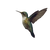 Hummingbird V2 Vinyl Car Decal Sticker – Waterproof & UV-Resistant 3.4133333333333336"