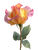 Painted Rosebud Vinyl Car Decal Sticker – Waterproof & UV-Resistant 8.213333333333333"