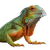 Iguana With Diamond Vinyl Car Decal Sticker – Waterproof & UV-Resistant 6.826666666666667"
