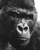 Gorilla Portrait V3 Vinyl Car Decal Sticker – Waterproof & UV-Resistant 4.0"