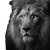 Stoic Lion Vinyl Car Decal Sticker – Waterproof & UV-Resistant 3.4133333333333336"